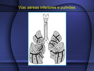 Vias aéreas inferiores e pulmões
 