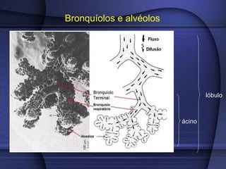 ácino
lóbulo
Bronquíolos e alvéolos
 