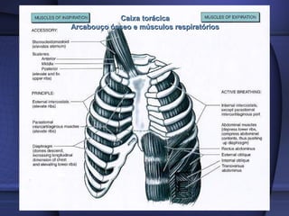 Caixa torácicaCaixa torácica
Arcabouço ósseo e músculos respiratóriosArcabouço ósseo e músculos respiratórios
 