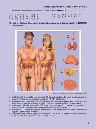 SISTEMA SERIADO DE AVALIAÇÃO - 2ª FASE / 2º DIA

   Assinale a alternativa que apresenta a correspondência CORRETA.

A) 1 – V, 2 – III, 3 – I, 4 – IV, 5 – II           D) 1 – V, 2 – III, 3 – I, 4 – II, 5 – IV
B) 1 – III, 2 – I, 3 – IV, 4 – V, 5 – II           E) 1 – III, 2 – I, 3 – IV, 4 – II, 5 - V
C) 1 – II, 2 – I, 3 – IV, 4 – V, 5 – III

09. Sobre o Sistema Endócrino Humano, observando-se a figura a seguir, é CORRETO
    afirmar que




                                                    Disponível: http://sistemaendocrinounisul.blogspot.com.br


A) a glândula (2) é regulada pela estrutura (1), atuando diretamente sobre o metabolismo de
   homens e mulheres, por meio dos hormônios T3, T4 e calcitonina.
B) localizadas em cima dos rins, as glândulas (3) são responsáveis por hormônios que
   estimulam a produção de glicose e gordura, além de interferir no funcionamento renal.
C) o hormônio folículo estimulante (FSH), produzido na porção posterior da glândula (1),
   estimula o amadurecimento de células germinativas na estrutura (4).
D) na glândula (1), ocorre a produção do hormônio luteinizante (LH) o qual atuará na estrutura
   (5) para a produção de estradiol.
E) a estrutura (4) sofre a ação dos hormônios FSH e ACTH durante o ciclo menstrual,
   favorecendo o amadurecimento e a liberação do óvulo.



                                                                                                                8
 
