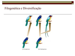 Filogenética e Diversificação 