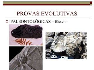 PROVAS EVOLUTIVAS PALEONTOLÓGICAS – fósseis 
