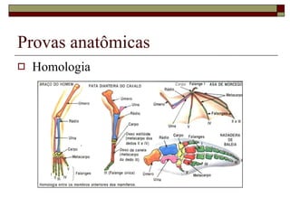 Provas anatômicas Homologia 