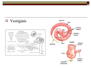 Vestigiais 