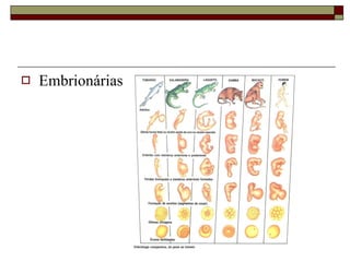 Embrionárias 