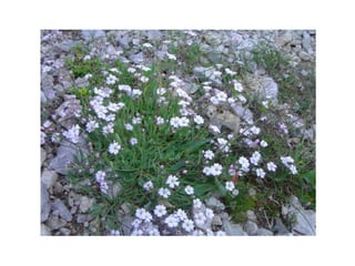 Prova slideshare francesca