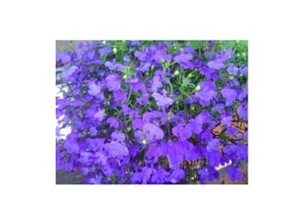 Prova slideshare francesca