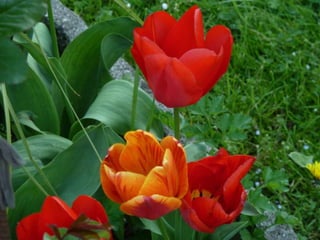 Prova tulipani