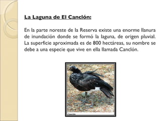 La Laguna de El Canclón: En la parte noreste de la Reserva existe una enorme llanura de inundación donde se formó la laguna, de origen pluvial. La superficie aproximada es de 800 hectáreas, su nombre se debe a una especie que vive en ella llamada Canclón. 
