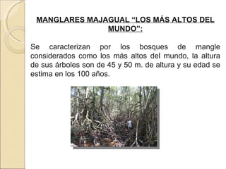 MANGLARES MAJAGUAL “LOS MÁS ALTOS DEL MUNDO”: Se caracterizan por los bosques de mangle considerados como los más altos del mundo, la altura de sus árboles son de 45 y 50 m. de altura y su edad se estima en los 100 años.  