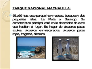 PARQUE NACIONAL MACHALILLA: 55.o59 has, este parque hay museos, bosques y dos pequeñas islas: La Plata y Salango. Su característica principal está en la diversidad de aves que habitan el lugar. Es hogar de piqueros patas azules, piqueros enmascarados, piqueros patas rojas, fragatas, albatros.  