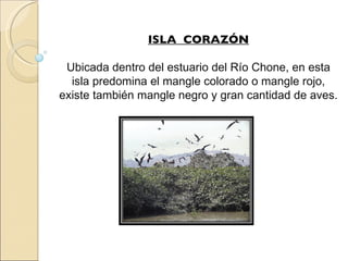 ISLA  CORAZÓN Ubicada dentro del estuario del Río Chone, en esta isla predomina el mangle colorado o mangle rojo, existe también mangle negro y gran cantidad de aves. 