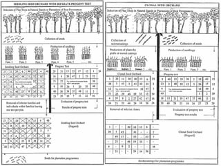 Tree Improvement Notes.pdf Provenance and Species Trials in Forest Tree Improvement.pptx