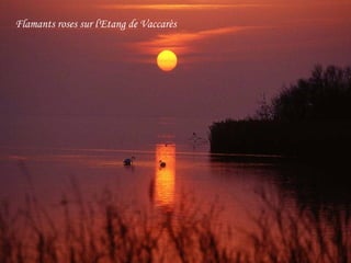 Flamants roses sur l'Etang de Vaccarès