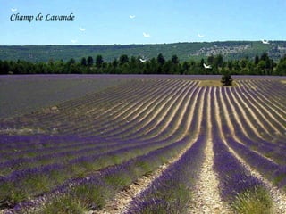 Champ de Lavande