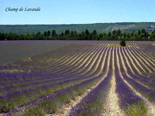 Champ de Lavande