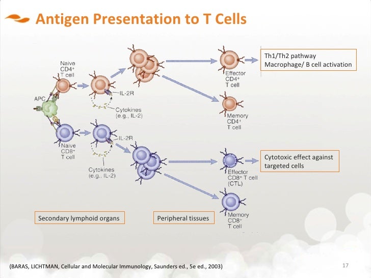 T Cell Chart