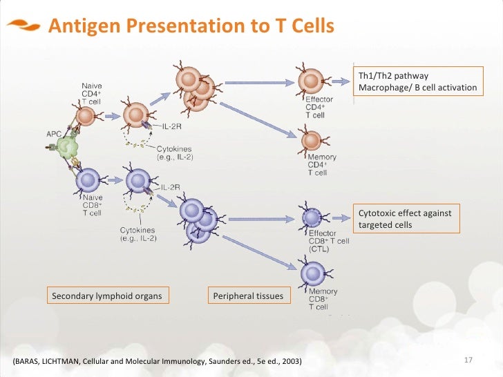 flow chart t activation cell t) (sipuleucel Provenge