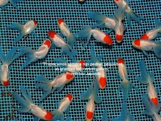 "Tropeçamos sempre nas pedras pequenas,  as grandes logo enxergamos." --Provérbio Japonês  