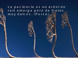 La paciencia es un árbol de raíz amarga pero de frutos muy dulces. (Persa)