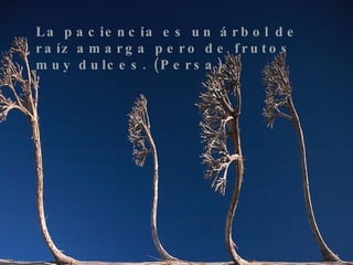 La paciencia es un árbol de raíz amarga pero de frutos muy dulces. (Persa)