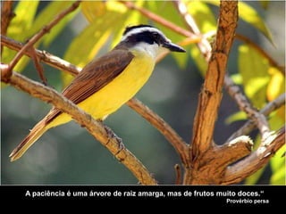 "A paciência é uma árvore de raiz amarga, mas de frutos muito doces.“
Provérbio persa
 