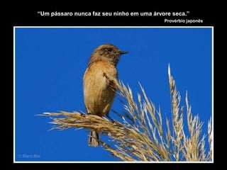 “Um pássaro nunca faz seu ninho em uma árvore seca.”
Provérbio japonês
 