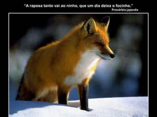 “A raposa tanto vai ao ninho, que um dia deixa o focinho.”
Provérbio japonês
 