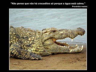 "Não pense que não há crocodilos só porque a água está calma."
Provérbio malaio
 