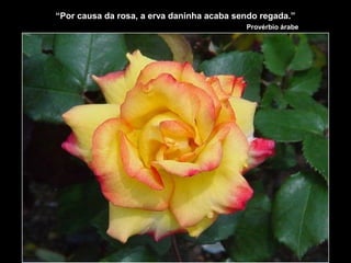 “Por causa da rosa, a erva daninha acaba sendo regada.”
Provérbio árabe
 