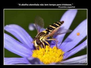 “A abelha atarefada não tem tempo para tristezas.”
Provérbio espanhol
 