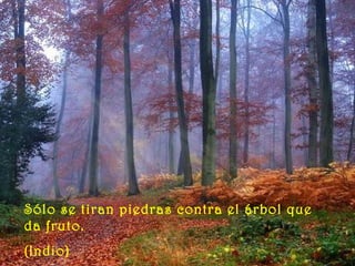 Sólo se tiran piedras contra el árbol que
da fruto.
(Indio)