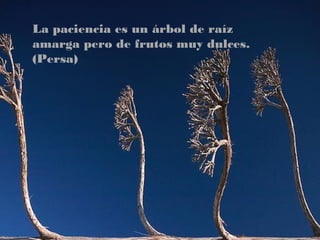 La paciencia es un árbol de raíz
amarga pero de frutos muy dulces.
(Persa)