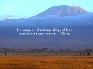La unión en el rebaño obliga al león
 a acostarse con hambre. –Africa-
 
