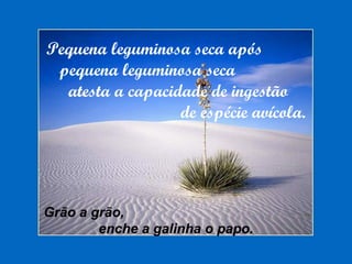 Pequena leguminosa seca após
pequena leguminosa seca
atesta a capacidade de ingestão
de espécie avícola.
Grão a grão,
enche a galinha o papo.
 