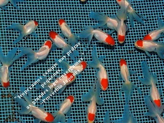 "Tropeçamos sempre nas pedras pequenas,  as grandes logo enxergamos." --Provérbio Japonês  