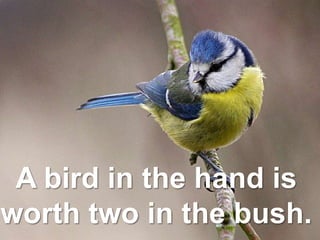 A bird in the hand is
worth two in the bush.
 