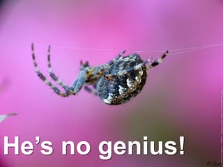 He’s no genius!
 