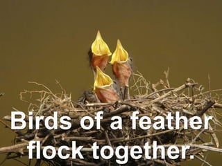 Birds of a feather
flock together.
 