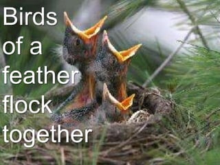 Birds
of a
feather
flock
together
 