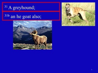 9
31 A greyhound;
31b an he goat also;
 