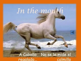 In the mouth




A Caballo No se le mide el
regalado…          colmillo
 