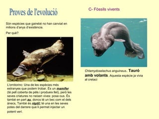 C- Fòssils vivents


Són espècies que gairebé no han canviat en
milions d’anys d’existència.
Per què?




                                                      Chlamydoselachus anguineus.   Tauró
                                                      amb volants. Aquesta espècie ja vivia
                                                      al cretaci
L'ornitorinc: Una de les espècies més
estranyes que podem trobar. És un mamífer
(té pell coberta de pèls i produeix llet), però les
seves criatures no neixen vives: posa ous. És
també en part au, doncs té un bec com el dels
ànecs, També és rèptil: té una en les seves
potes del darrere que li permet injectar un
potent verí.
 