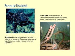 Lamprea 360 milions d’anys la
                                                 contemplen. El vertebrat més antic, sense
                                                 aletes, mandíbula, dents, extremitats..




Celacant Es pensava extingit fins que el
1938 es va pescar un. És un peix molt proper a
aquells que van acabar evolucionant en els
vertebrats.
 