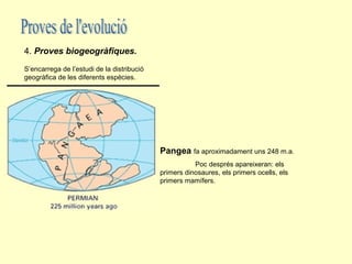 4. Proves biogeogràfiques.
S’encarrega de l’estudi de la distribució
geogràfica de les diferents espècies.




                                            Pangea fa aproximadament uns 248 m.a.
                                                       Poc després apareixeran: els
                                            primers dinosaures, els primers ocells, els
                                            primers mamífers.
 