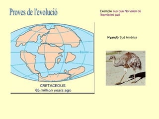 Exemple aus que No volen de
l’hemisferi sud




    Nyandú Sud Amèrica
 