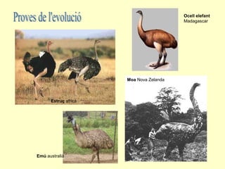 Ocell elefant
                                         Madagascar




                      Moa Nova Zelanda



      Estruç africà




Emú australià
 