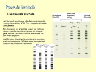 4. Comparació de l’ADN.

La informació genètica de tots els éssers vius està
continguda en el seu ADN. Tots compartim el mateix
Codi genètic.
Tots fabriquem les proteïnes seguin les mateixes
pautes, i només ens diferenciem en els tipus de
gens, resultat de l’acumulació de mutacions per
part de les espècies.
Les tècniques d’enginyeria genètica ens permeten
analitzar i seqüenciar l’ADN de totes les espècies i
observar les diferències i similituds.
 