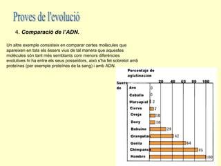 4. Comparació de l’ADN.

Un altre exemple consisteix en comparar certes molècules que
apareixen en tots els éssers vius de tal manera que aquestes
molècules són tant més semblants com menors diferències
evolutives hi ha entre els seus posseïdors, això s'ha fet sobretot amb
proteïnes (per exemple proteïnes de la sang) i amb ADN.
 