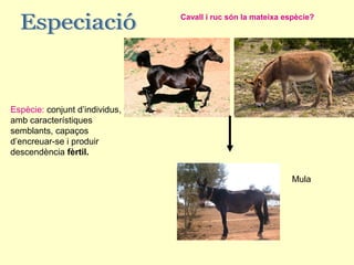 Cavall i ruc són la mateixa espècie?




Espècie: conjunt d’individus,
amb característiques
semblants, capaços
d’encreuar-se i produir
descendència fèrtil.


                                                              Mula
 